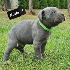 Cane Corso Welpen Reinrassig