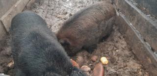 Zuchtschweine abzugeben