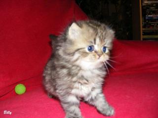 Reinrassige Perser Golden Shaded / Tabby Babys