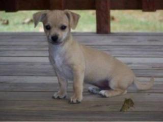 Barry. Erstaunlich chihuahua Baby