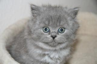 Highlanderkitten mit Stammbaum
