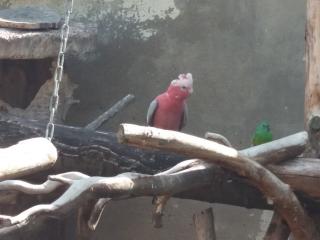 Verkaufe Rosakakadu s, Alter 4 Monate