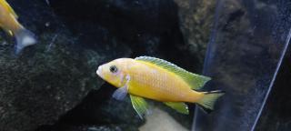 Metriaclima Daktari Ngombe 12stück malawi