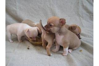 Süsse Chihuahua-Welpen