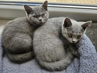 2 BKH Katze abgabebereit