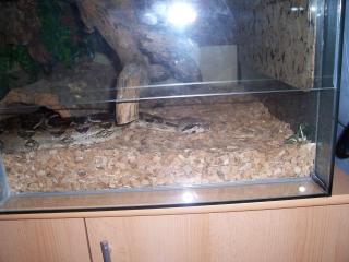 Boa constrictor