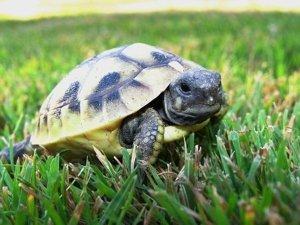 Griechische Landschildkröten