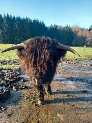 Schottische Hochlandrinder