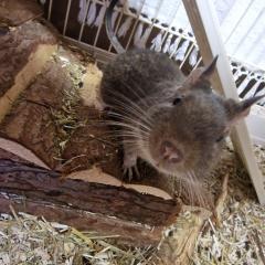 3 Degu Weibchen Geschwister