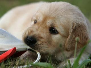 Golden Retriever Welpen Top Gesund bestens Sozialisiert