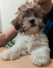 Rüde Mischling Bischon Frise und Shih Tzu