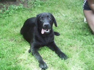 Labrador rüden