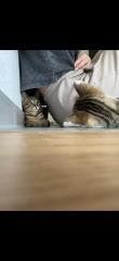 Katzenkur - Katzenbetreuung - Katzensitting