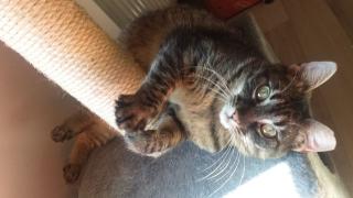 Verschmuste Katze sucht liebevolles zu Hause