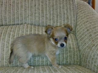 Chihuahua-Welpe, weibl, langhaarig, blue/tan, mit Ahnentafel