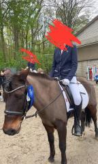 Pony Beistellpferd an Nordsee Seeklima abzugeben