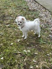 Zwergspitz Pomeranian Welpe