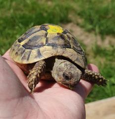 3-jährige Griechische Landschildkröten