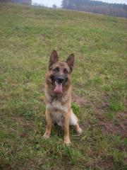 Lieber voller Malinois abzugeben mit papieren