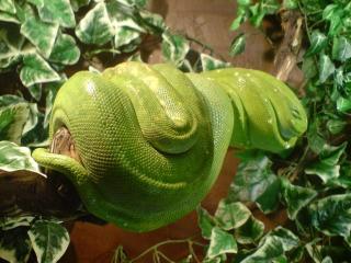 Gebe 1. 1 Morelia viridis 03 Biak Terrarium und Kornnattern Terrarium ab.