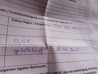 Königspython Weibchen
