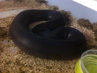 8Ball Zuchtweibchen Eightball / Königspython / Python regius Inkl. Versand