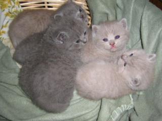 BKH Kitten in blau, lilac und chocolate