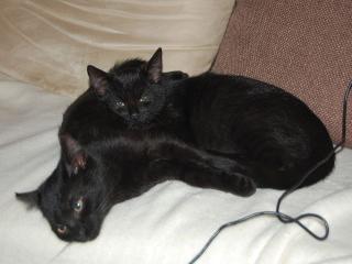 2 Süße Katzen Babys ca 15 Wochen alt Zubehör