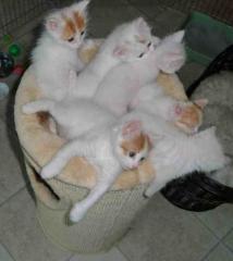 Türkisch Van Kitten