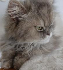Perser Katze Mädchen abholbereit