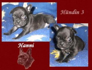 Französische Bulldoggen Welpen