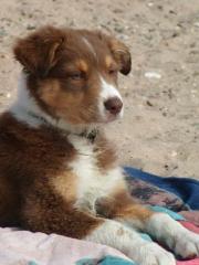 Australian Shepherd Welpen