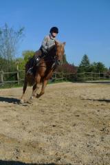 Suche Reitbeteiligungspferd