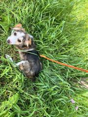 Miniature American Shepherd-Mix