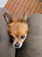 Neues zu Hause für meine 9 Jahre junge Chihuahua Dame