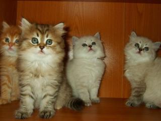 Sehr schöne BK-Katzenbabys abzugeben 8 Wochen alt