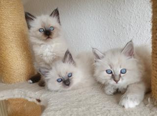 2 Heilige Birma Kitten Katzen abholbereit