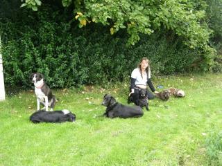 FUNNY DOGS Mehr als nur Hundeschule