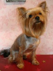 Yorkshire Terrier Mädchen 1, 8 J.