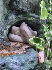 Verkaufe Kornnatter-Weibchen