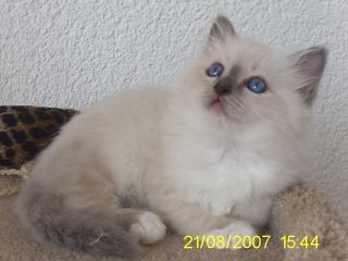 Heilige Birma Katerchen blue-point 13 Wochen