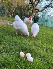 Bruteier vom Schweizerhuhn - Schweizerhühner BE