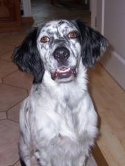 Setter-Mischling abzugeben