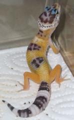 Leopardgeckos abzugeben Tremper Albinos, Hybinos, High Yellow und Hypo