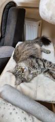Main Coon Deckkater gesucht