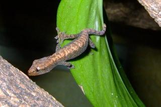 Jungferngecko Lepidodactylus lugubris abzugeben