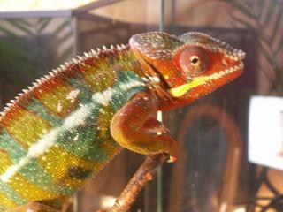 Pantherchamäleon Furcifer pardalis ambilobe, männlich