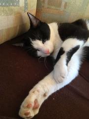Katze vermisst