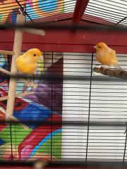 2 Kanarienvögel mit Käfig und Zubehör zu verschenken