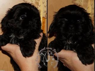 Shih Tzu Welpen Reinrassig gesund mit Ahnentafel